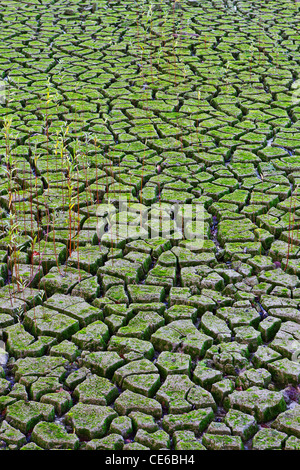 Getrocknete Erde Stockfoto