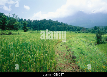 Reisfelder in der Nähe von Malshej Ghat; westliche Ghats; maharashtra; indien; asien Stockfoto