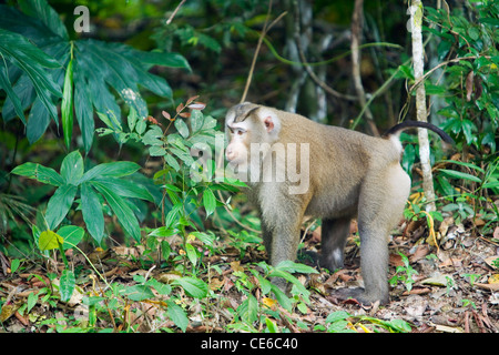 Long-tailed Macaque im Khao Yai National Park. Khao Yai, Nakhon Ratchasima, Thailand Stockfoto