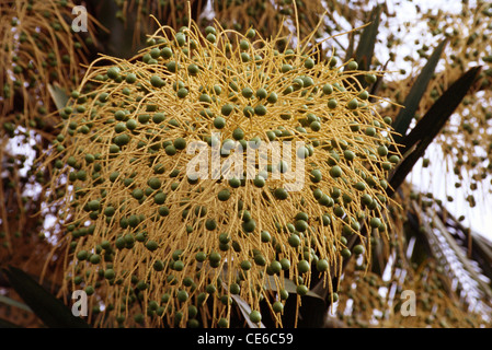 Talipot Palme blühend, Corypha umbraculifera, Regenschirmpalme, Kerala, Indien, Asien Stockfoto