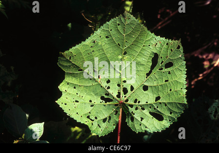 grünes Blatt knabbern von Würmern Insekten gegessen; Baneshwar; Pune; Maharashtra; Indien Stockfoto