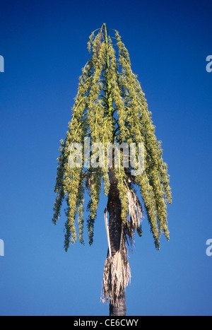 Palmenart Palm Tree Corphya Umbraculifera Linn Kerala Indien Stockfoto