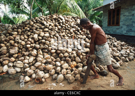 Öffnung Peeling getrocknete Kokosnüsse; kerala; indien; asien Stockfoto