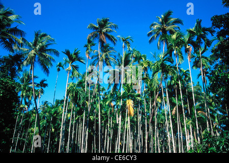 Areca-Nusspalmen; Betel-Nusspalmen; kankavali; Kankavli; Sindhudurg Bezirk; maharashtra; indien; asien Stockfoto