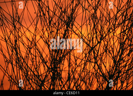 orangefarbenen Himmel nach Sonnenuntergang durch Sträucher; Malwada; Rajasthan; Indien Stockfoto