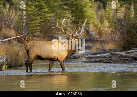 Bull Elk in Rocky Mountain Stream Stockfoto