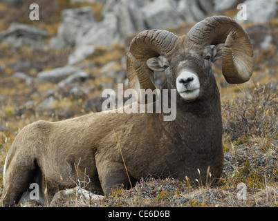Bighorn Ram Portrait Stockfoto