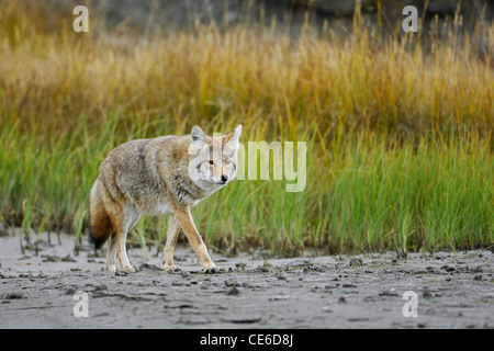 Kojote am Strand Stockfoto