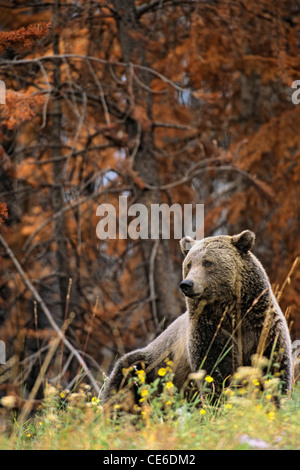 Grizzly Bären, Blumen, verbrannt Wald Stockfoto