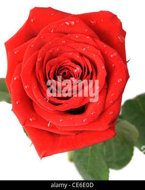 Rote rose mit Wassertropfen, was, die es ist isoliert, auf einem weißen Hintergrund. Ein Foto close up Stockfoto