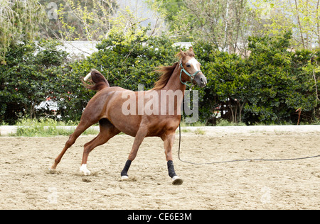 Arabisches Pferd trainieren Stockfoto