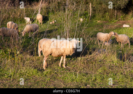 Schafe auf Feld Landschaft Ländliches Motiv in Mallorca-Mallorca-Spanien-Europa Stockfoto
