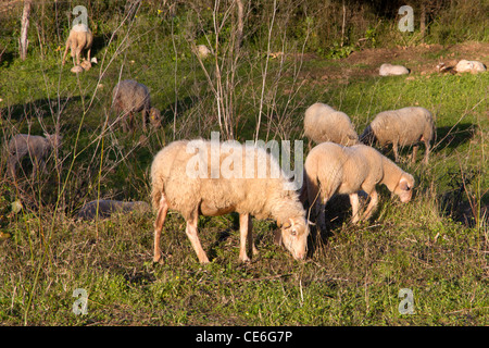 Schafbeweidung auf Feld Landschaft Ländliches Motiv in Mallorca-Mallorca-Spanien-Europa Stockfoto