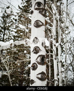 Aspen Baumstämme im Winter. Stockfoto