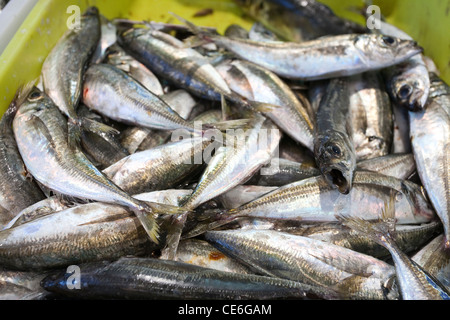 Sardinen zum Verkauf an die bei der Mercado de Abastos - Santiago De Compostela, Galicien, Spanien Stockfoto