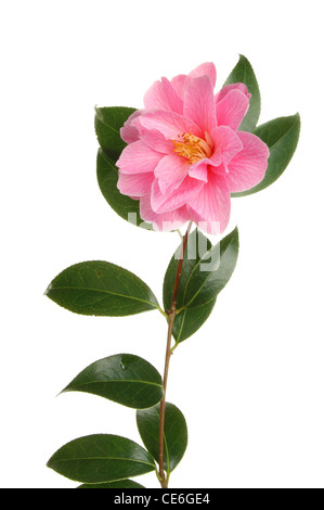 Kamelie, Williamsii Spende, isoliert gegen weiß Stockfoto