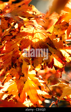 orange red brown acer leaves foliage autumn autumnal fall color colour backlit backlighting deciduous trees maples sunny Stockfoto