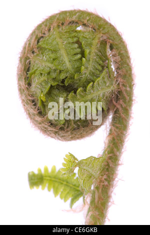 Gekräuselte Farn Wedel Werk über weiß Stockfoto