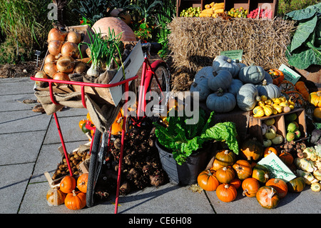 Herbst herbstliche Herbst Ernte essen, die essbaren Garten Ernte Feldfrüchte anzeigen angezeigt feiern Feier Squash Wurzel Kürbis Stockfoto