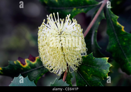 Banksia Integrifolia weiße Blume Blüte Blüte Baum dunkelgrün verlässt Strand Küste Banksia weißen bottlebrush Stockfoto