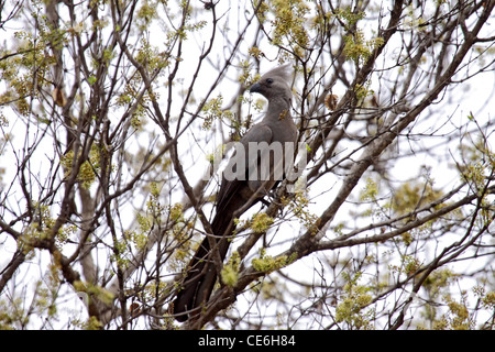 Grey gehen weg Vogel oder graue Lourei im Baum in namibia Stockfoto