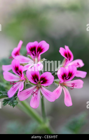 Pelargonien rosa Haustier Closeup Pflanze Porträts rosa lila Wein Flecken Blumen Flowerheads Blüte Blüte selektiven Fokus Blume Stockfoto