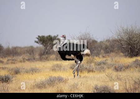 Strauß männlich zu Fuß über ausgetrocknete Wiese in Namibia Stockfoto