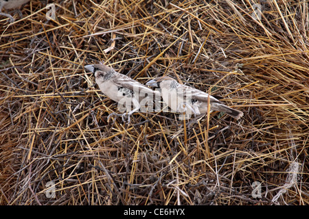 Gesellig Weber am Nest in Namibia Stockfoto