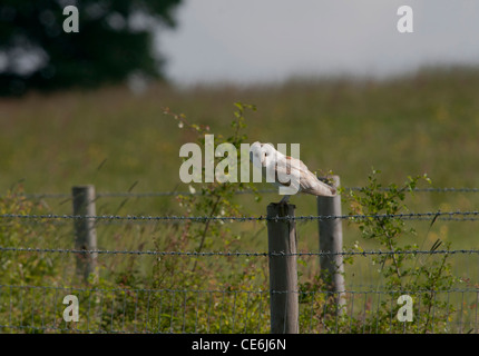 Schleiereule (Tyto Alba) sitzt auf einem Zaunpfosten durch Ackerland. Stockfoto