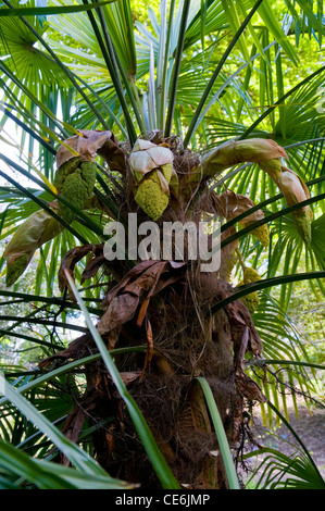 TRACHYCARPUS FORTUNEI Stockfoto