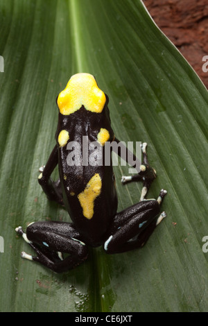 Frosch, Dendrobates Tinctorius, Regenwald Tier mit gelben Punkten zu vergiften Stockfoto