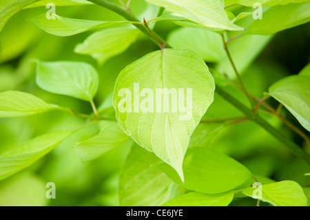 CORNUS ALBA AUREA Stockfoto