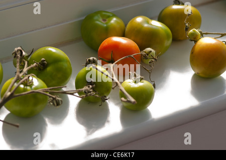 TOMATEN REIFEN AUF DER FENSTERBANK Stockfoto