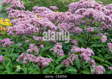 EUPATORIUM MACULATUM ATROPURPUREUM RIESENSCHIRM Stockfoto