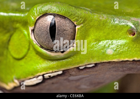 Tier Auge Detail der Laubfrosch Kopf Amphibien vertikale Pupille schönes Tier Detail Iris Phyllomedusa bicolor Stockfoto