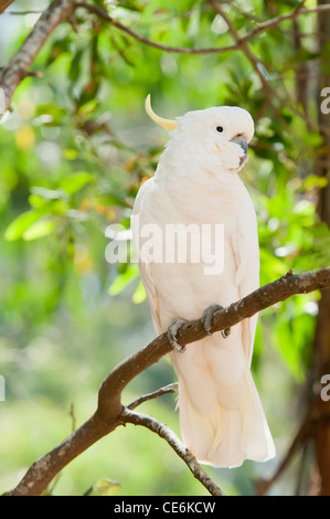 Schwefel Crested Cockatoo, fotografiert in der Natur, Dandenongs, Australien. Stockfoto