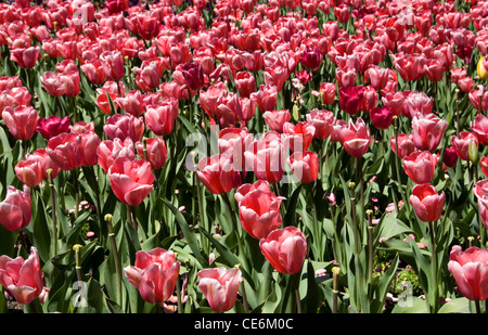 Eine massierten Anzeige von Tulpen, Floriade, Canberra, Australian Capital Territory, Australien Stockfoto