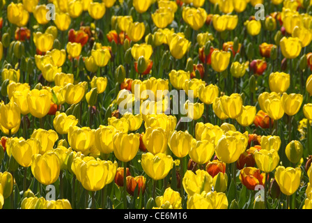 Eine massierten Anzeige von Tulpen an Floriade, Canberra, Australian Capital Territory, Australien Stockfoto