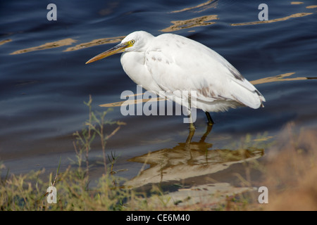 Eine weiße phase (weiße Morph) Western Reef Heron, Egretta Gularis, auch bekannt als die westlichen Reef-Reiher. Stockfoto