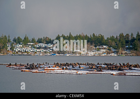 Seelöwen auf Craig Bay Protokollierung Werft, Nanoose Bay Vancouver Island, BC. SCO 7862 Stockfoto