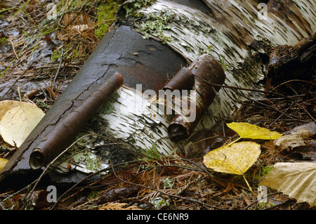 Eine Birke Baum Log Verlegung auf dem Boden in einem Wald mit Birkenrinde Eisstockschießen aus Holz. Stockfoto