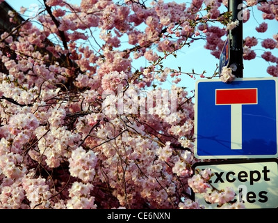 Rosa Blüte und ein Dead-End-Verkehrsschild Stockfoto