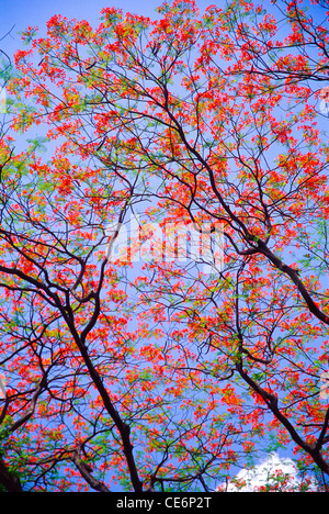 Gulmohur Baum Blumen; Royal poinciana; Delonix regia; mumbai; bombay; maharashtra; indien; asien Stockfoto