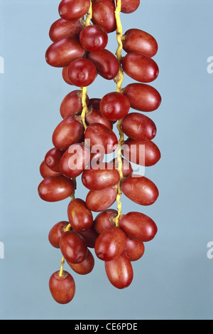 Dattelpalme; Dattelfrucht; Kharjur; Phoenix Sylvestris Roxb; indien; asien Stockfoto