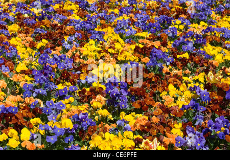Eine bunte Blütenpracht der Frühling auf der Floriade, Canberra, Australien Stockfoto