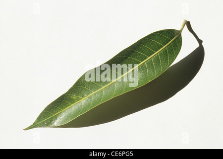 Mango-Blatt; Kuren Diabetes; auf weißem Hintergrund; Indien; Asien Stockfoto