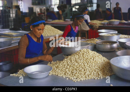 Indische Frauen manuell sortieren Sortieren Cashewnüsse in Karnataka, Indien Stockfoto