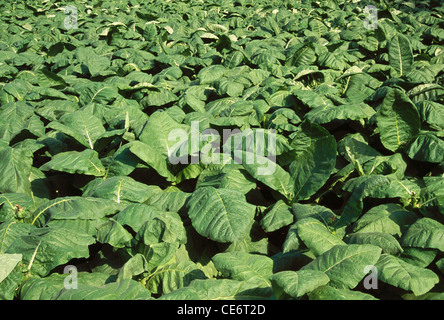 MAA 85889: Tabakblatt grüne Blätter Feld Indien Stockfoto