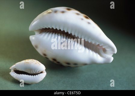 Muscheln Stockfoto