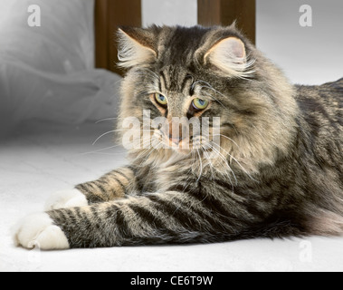 Norwegische Waldkatze, die auf dem Boden Stockfoto